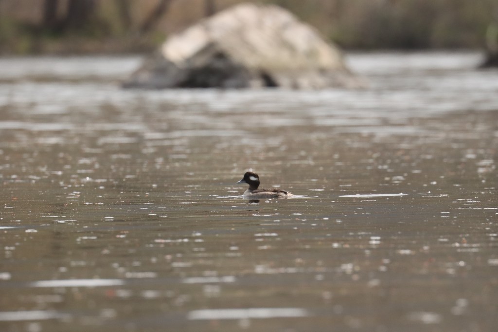 A lone female bufflehead was odd to see.  She did not take off right away as I approached as well which was also odd.  