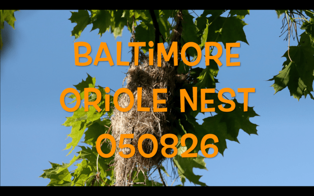 Baltimore Oriole Nest&nbsp;050826