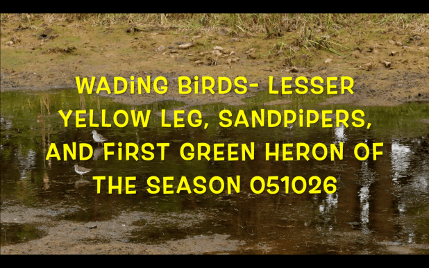 Walkabout- Wading Birds In Hatchery Pond&nbsp;051026